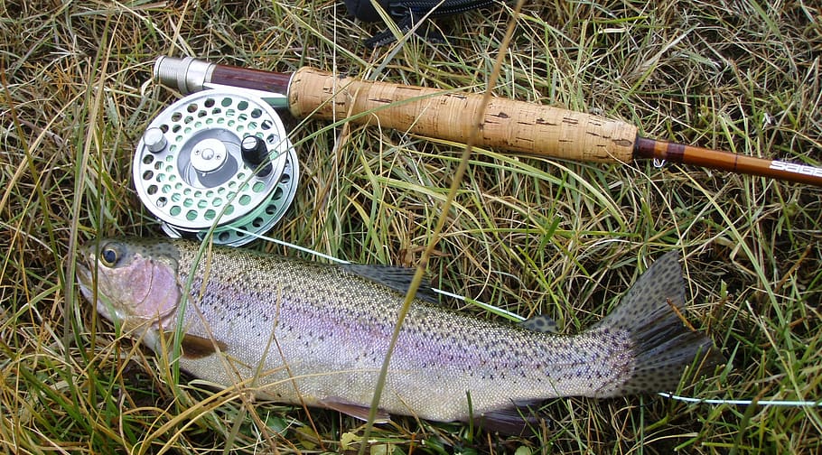 rainbow trout, fish, fresh, caught, catch, gear, fly fishing, rod, reel, equipment