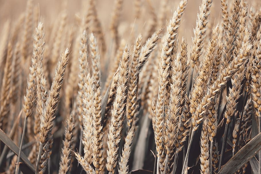 wheat, spike, cereals, grain, field, agriculture, cornfield, wheat field, nature, staple food
