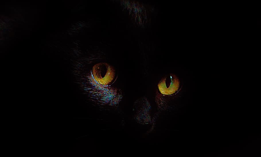 DAVE, foto com pouca luz do gato, parte do corpo, olho, escuro, parte do corpo humano, olho animal, visão, percepção sensorial, globo ocular