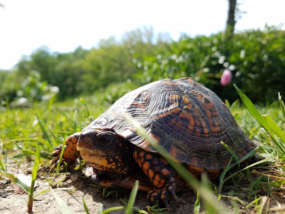 Konsultere bar Mesterskab turtle, nature, grass, natural, wild, shell, wildlife, tortoise, slow, pet  | Pxfuel