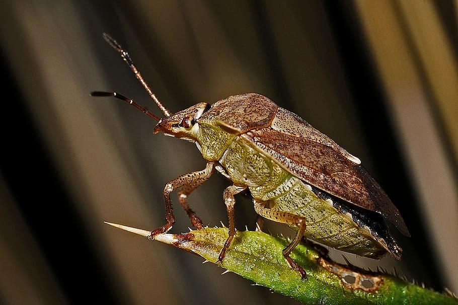 close-up photo, brown, marmorated stink bug, shield-bug, macro, insect, invertebrate, arthropod, nature, wildlife