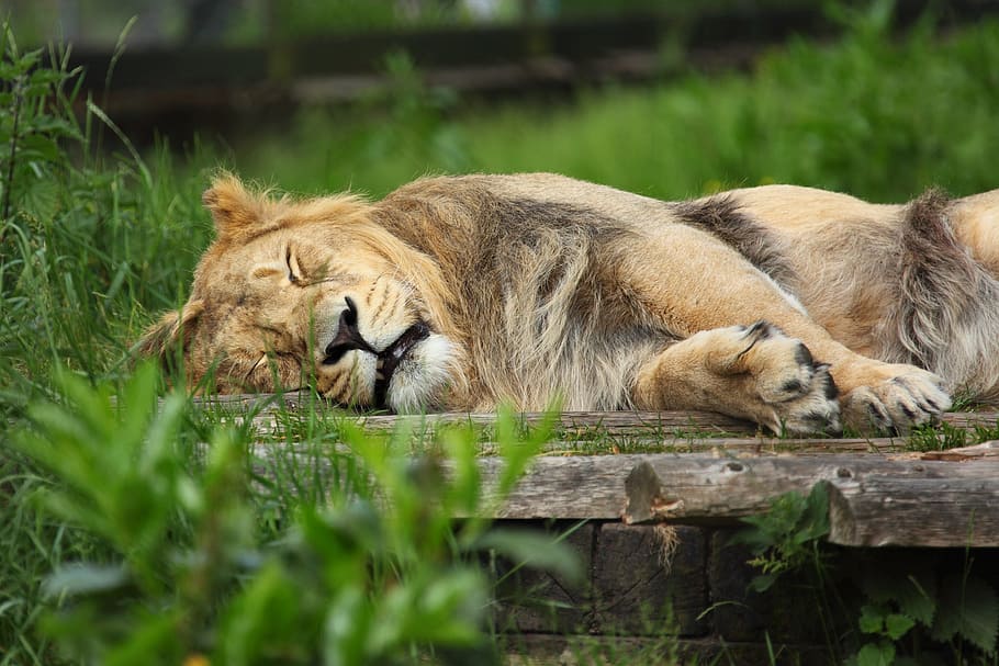 眠っている, ライオン, 茶色, スラブ, 昼間, アフリカ, 動物, 肉食動物, 猫, ネコ科の動物