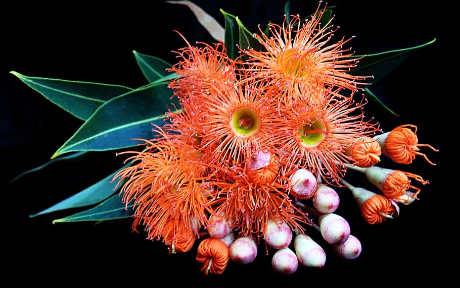 flores, australiano, eucalipto, vermelho, goma árvore, nativo, flora, ninguém, close-up, plantar