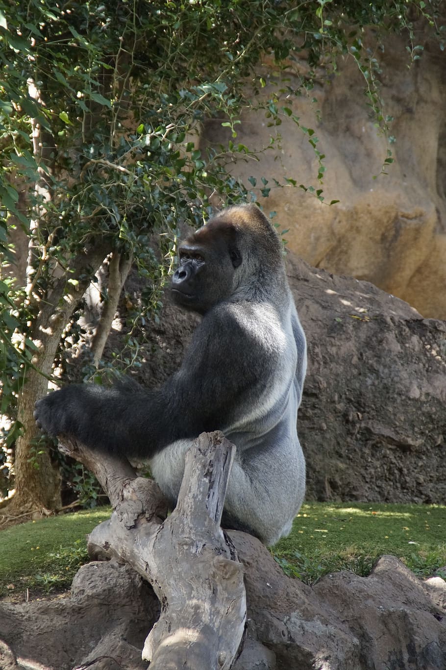 Gorilla, Male, Monkey, males, a male gorilla, pose, poznan, silverback, leader, animal