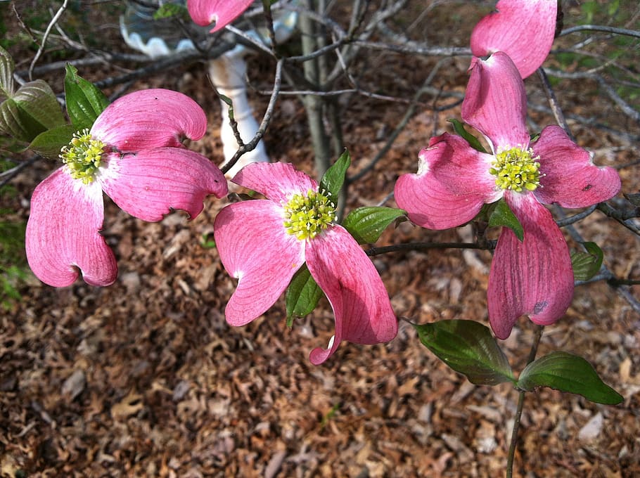 pink dogwood, spring dogwood, dogwood blossoms, floral, plant, natural, blossom, bloom, petal, botanical
