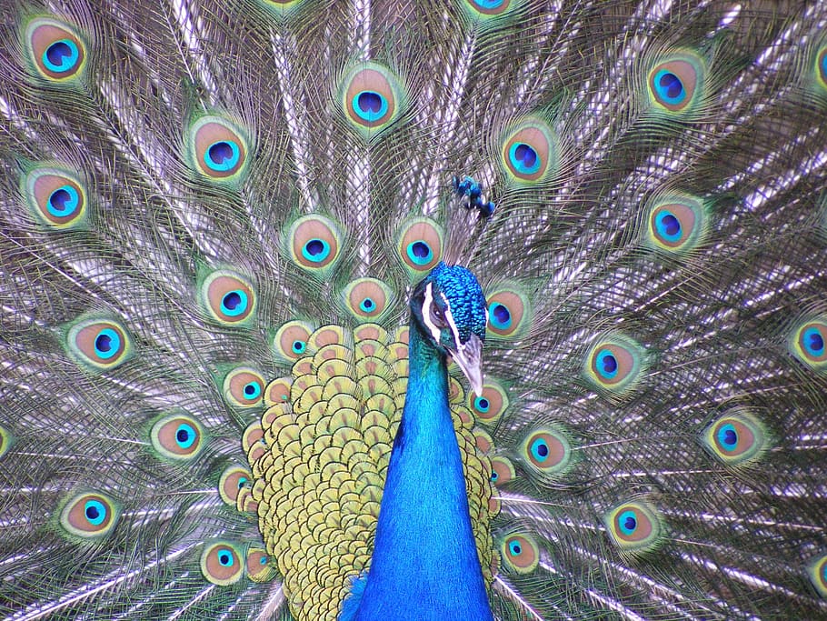 Peacock, Bird, Wingtip, Toys, wingtip toys, blue, feather, peacock feather, fanned out, one animal