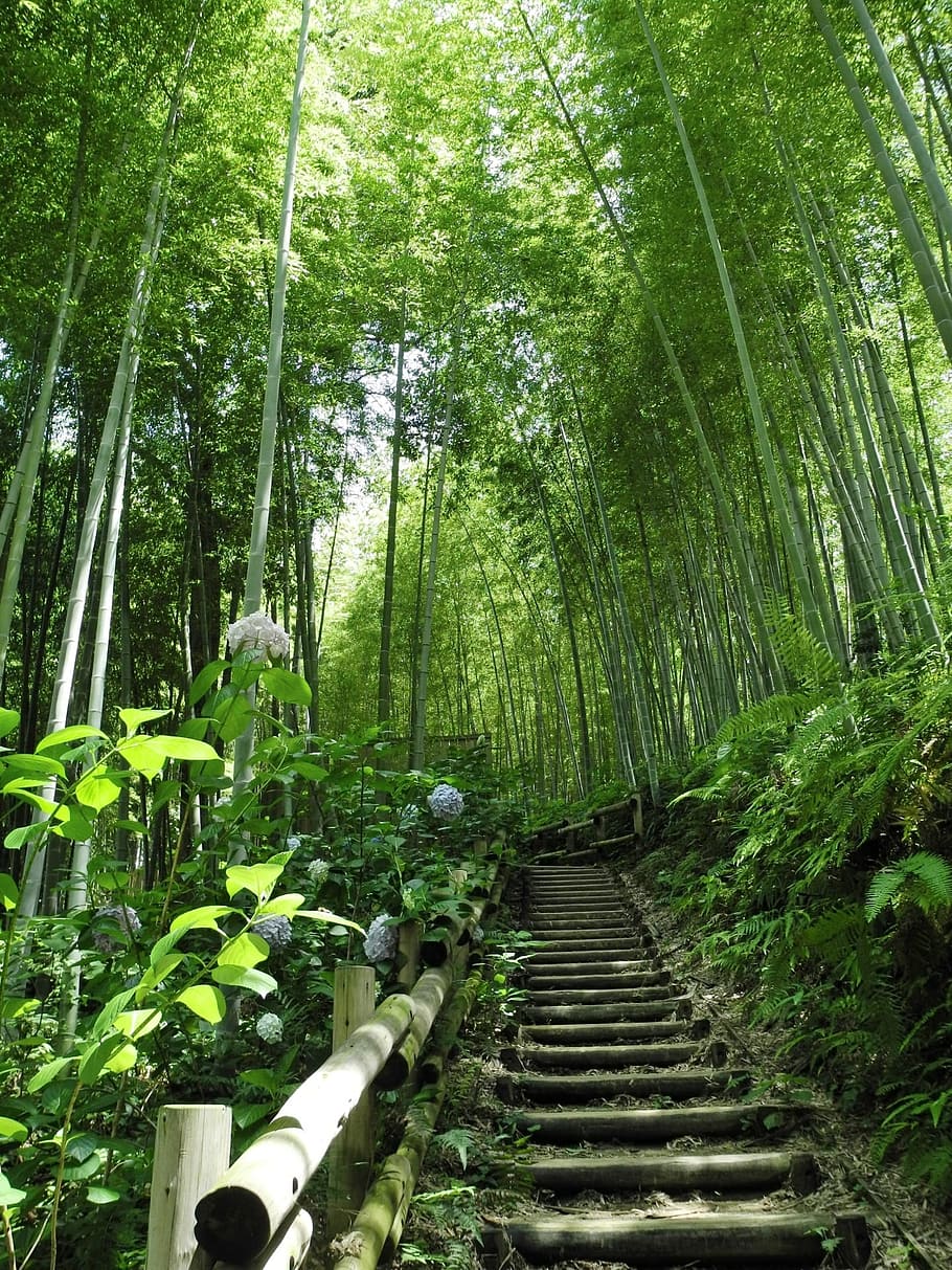 lantai atas, tengah, hutan, bambu, jepang, pohon, organik, pertanian, luar, cabang