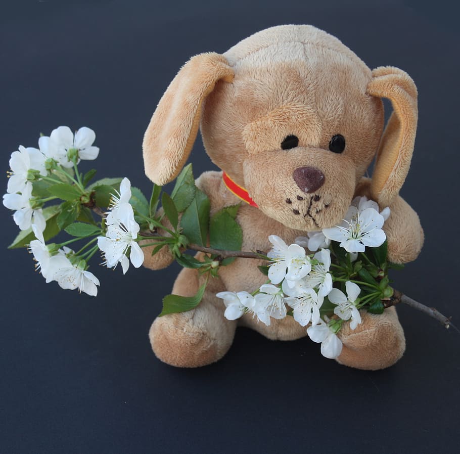 teddy, dog, stuffed animal, ill, flowers, sad, arm, improvement, flowering plant, flower