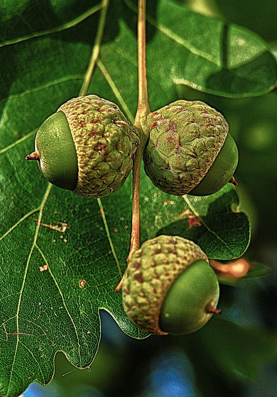 Болотные плоды. Quercus macranthera жёлудь. Плод дуба Желудь. Канадский остролистный дуб желуди. Фундук и Желудь.