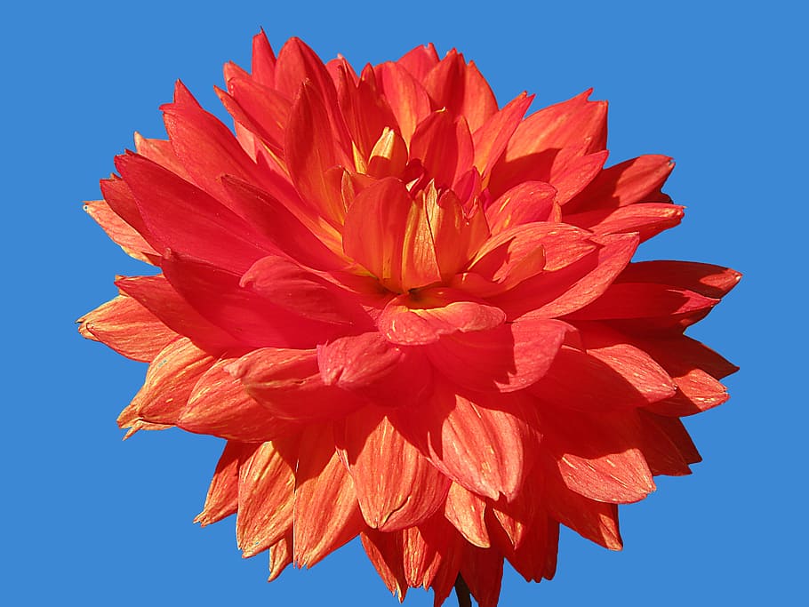 dahlia, flowers, red, isolated, bright, flower, flowering plant, petal, vulnerability, beauty in nature