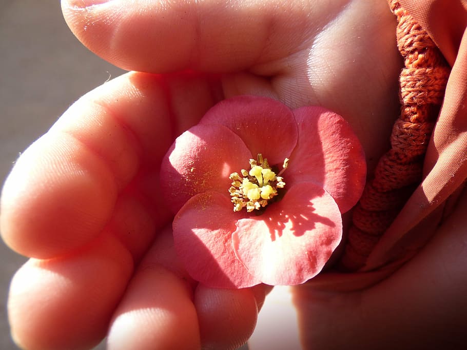 赤い花びらの花, 花, ピンクの花, 子供の手, 詳細, 花粉, 優しさ, 人体の部分, 人間の手, 医療と医学