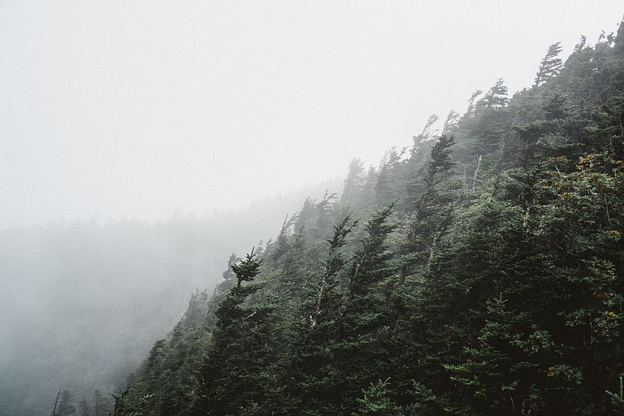 green, trees, plant, nature, mountain, forest, fogs, cold, fog, tree