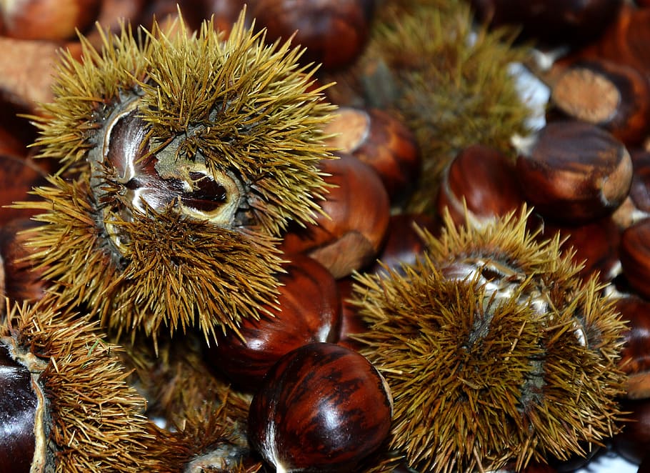 chestnuts, sweet chestnuts, spur, nature, chestnut - food, food and drink, food, chestnut, wellbeing, close-up
