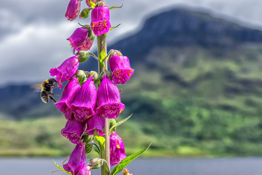 close-up photo, pink, foxgloves, Plant, Thimble, Toxic, Nature, red, close, common foxglove