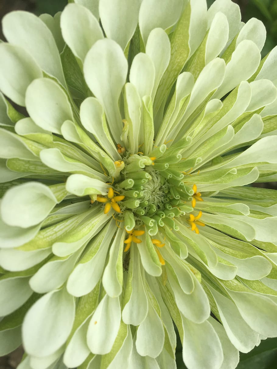flor de pétalos blancos, dalia, flor, verde, naturaleza, verano, blanco, jardín, cosecha, sustancia activa