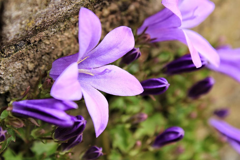 bluebell, estrella azul, azul, orquídea mariposa, campanas de flores, primavera, planta silvestre, flor azul de primavera f, naturaleza, púrpura