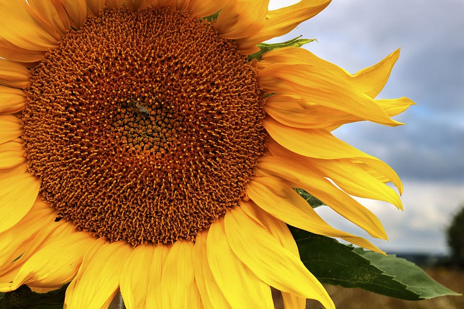 sunflower, sun, handsomely, yellow, flower, ukraine, beautiful, a yellow flower, closeup, beautiful flower