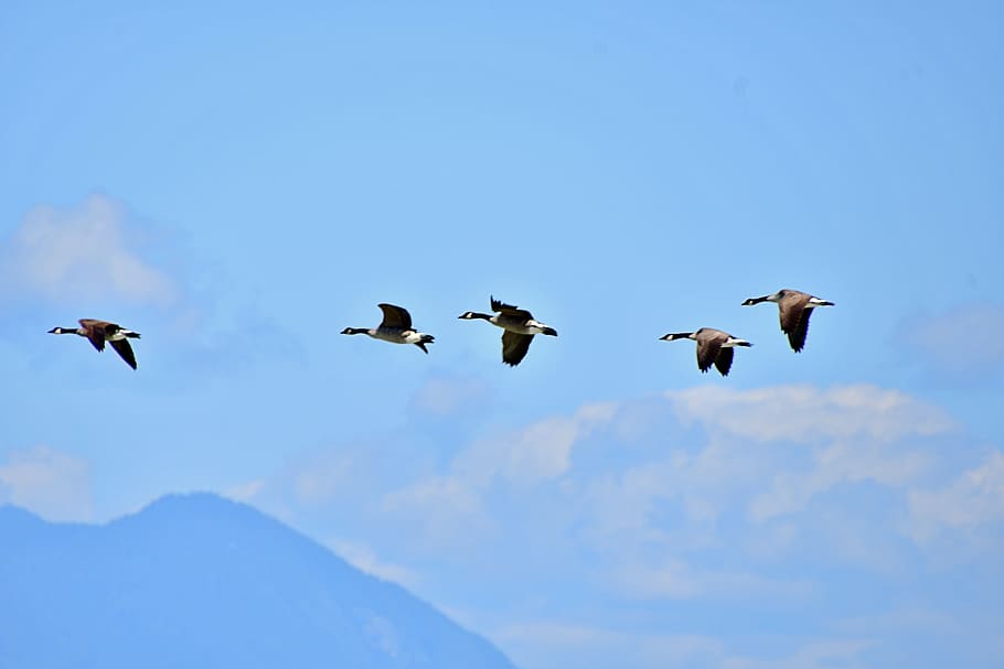 wild geese formasi, wild geese flying, pembentukan burung, hewan, alam, pemandangan, margasatwa, melewati burung, kepemimpinan, kerja sama