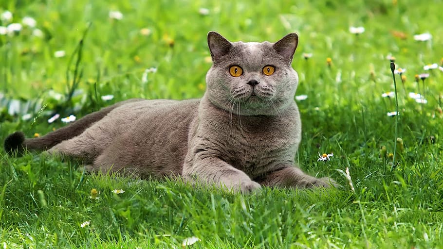 브리티시 블루, 쇼트 헤어 고양이, 브리튼, 고양이, 집, 영국, 애완 동물, 블루 영국, 귀여운, 가정 고양이