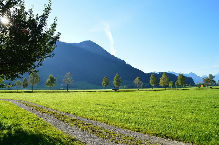 sunrise, meadow, agriculture, late summer, morning, alpine, allgäu, plant, sky, mountain