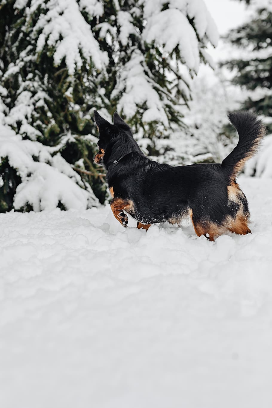 pequeño, perros, invierno, jugar, diversión, nieve, gracioso, animales, mascotas, lindo