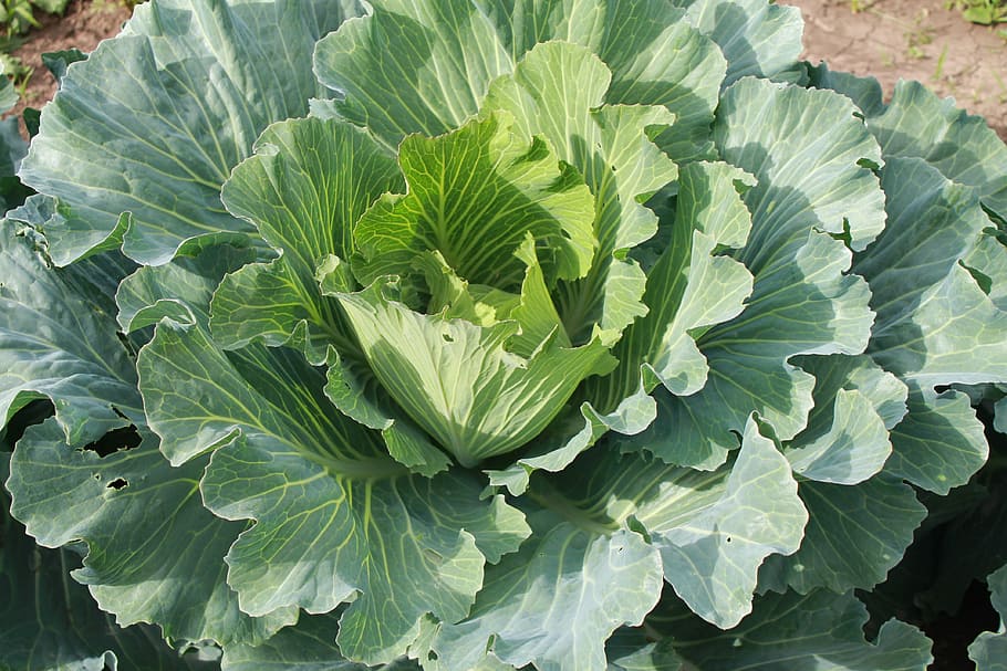 キャベツ 農家 土地 野菜 なぜ 菜園 食べ物と飲み物 葉 食べ物 緑の色 Pxfuel