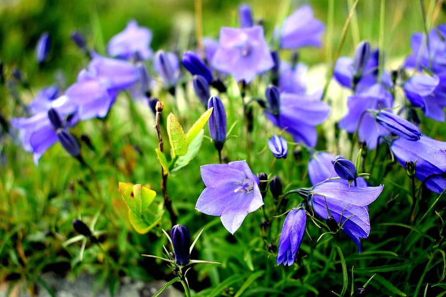 flor, macro, naturaleza, tono de llamada, flores azules, jardín, flores  pequeñas, flores, hierba, flores silvestres | Pxfuel