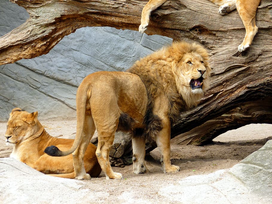 brown lion, lion, lioness, lion females, cat, predator, big cat, animal, wildcat, mammal