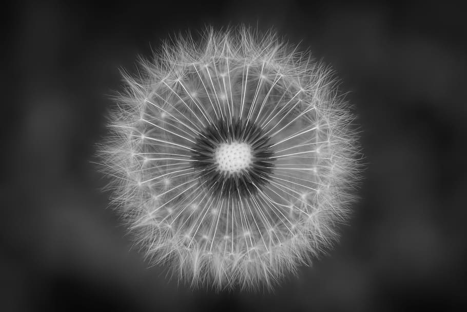 grayscale photography, white, dandelion flower, nature, dandelion, black and white, sw, macro, spring, seeds