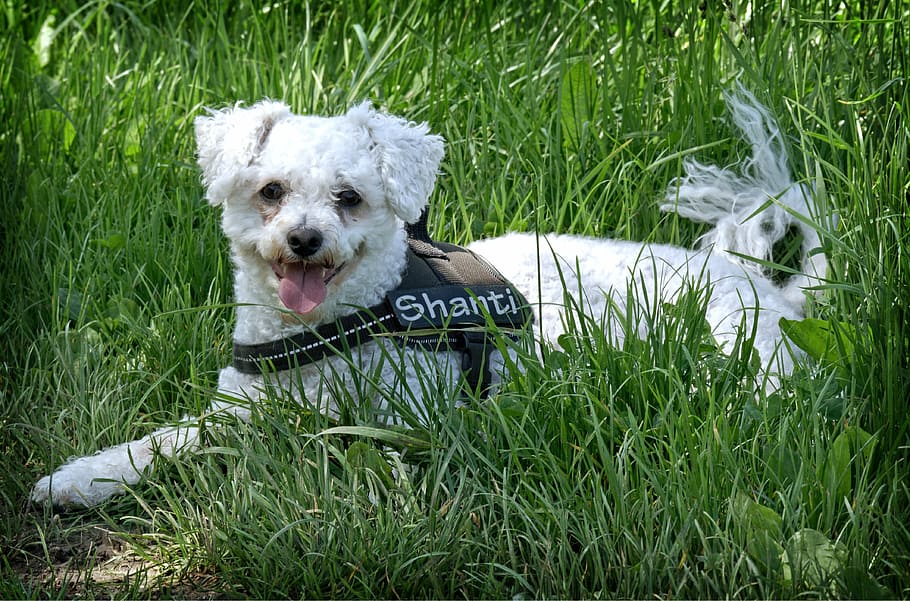 bichon frise, dog, lying, meadow, grass, pet, rest, small, exhausted, tired