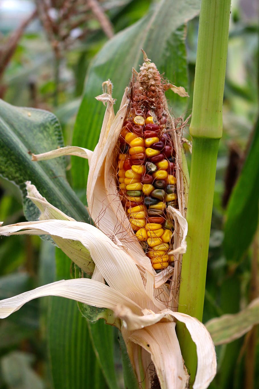 Corn, Maize, Grow, Agriculture, Crop, crop failure, unripe, harvest, food, yellow