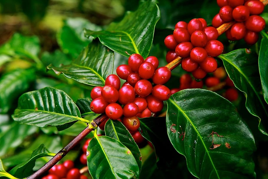 빨간 커피 콩, 커피 콩, 익은, 농업, 식물, 노골적인, 자르기, 자라다, 과일, 농장