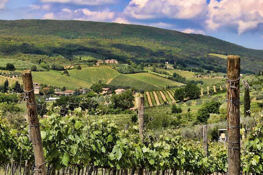 Tuscany, Vineyard, Landscape, Italy, hill, field, farm, italian, agriculture, grapevine