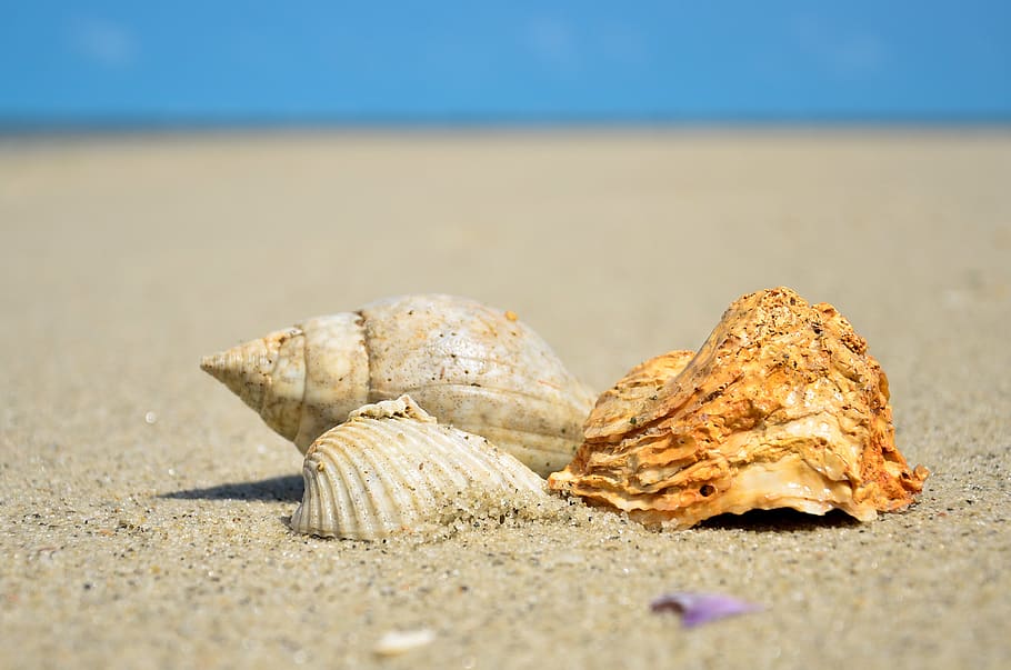 sea, shell, ocean, seashell, beach, marine, water, tropical, vacation, wildlife