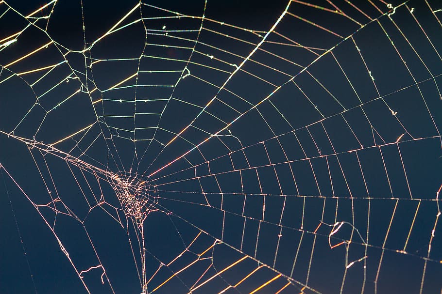 jaring laba-laba, benang, alam, web, benang sutra, latar belakang, cahaya, cerah, kerapuhan, tidak ada orang