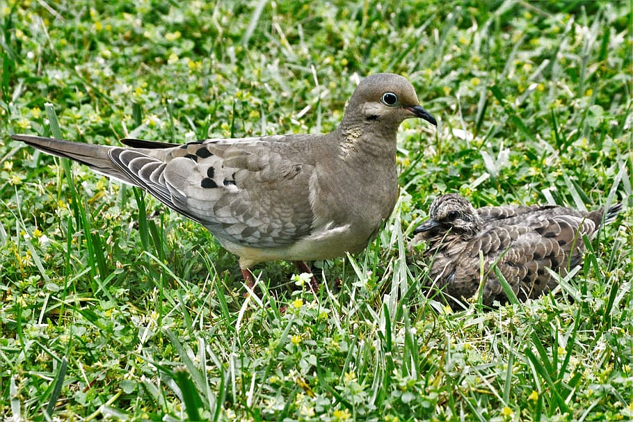 pombo, mãe nutrindo bebê, aves, animais selvagens, ao ar livre, bonito, maternal, aviária, ornitologia, observador de pássaros