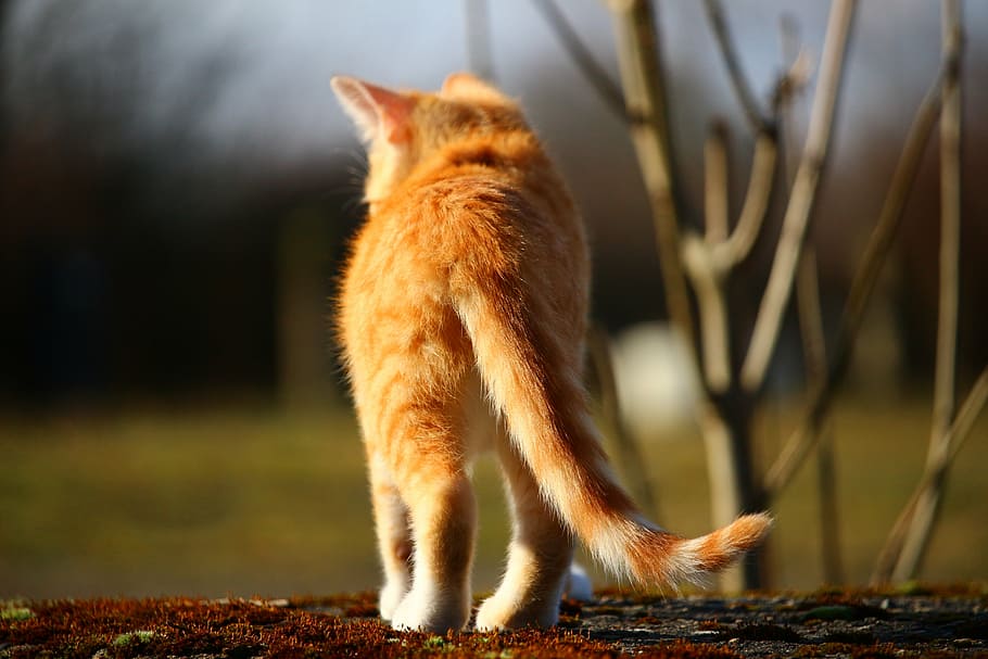 gato naranja, gato, gatito, caballa, atigrado caballa roja, gato rojo, gato bebé, gato doméstico, mieze, mamífero