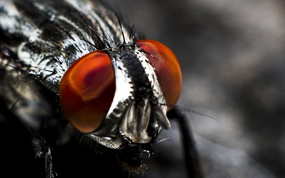 gray, red, eye, insect, fly, animal themes, close-up, one animal, animal, animal body part