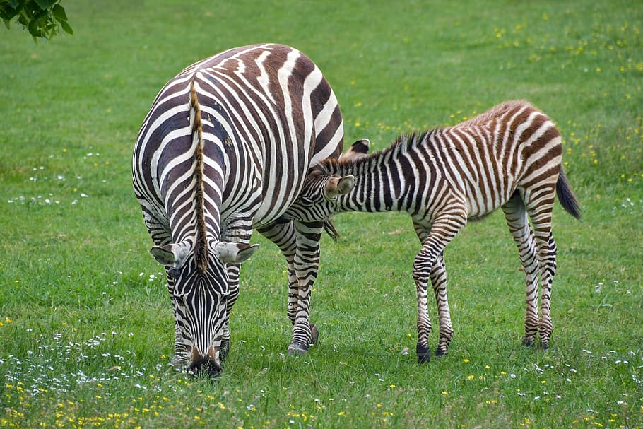 zebra, ibu, petit, zébreau, menyusui, menghisap, hewan, garis, hijau, kuda