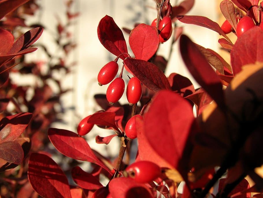 Barberry, Berry, autumn, red, close-up, food and drink, fruit, freshness, plant, growth