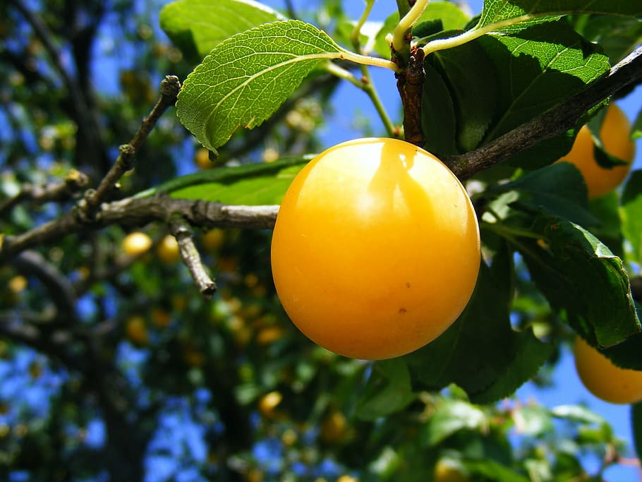plums, prunu, red, round, sweet, yellow, fruit, nature, leaf, tree