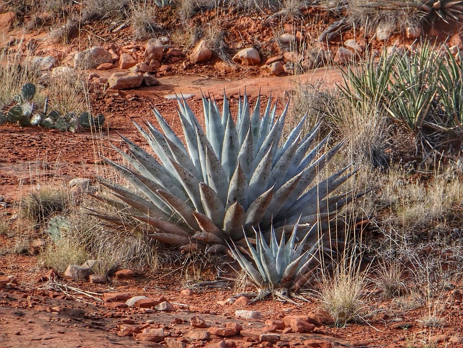 Deserto, Arizona, Sedona, Planta, deserto do Arizona, sudoeste, oeste, montanha, ocidental, fênix