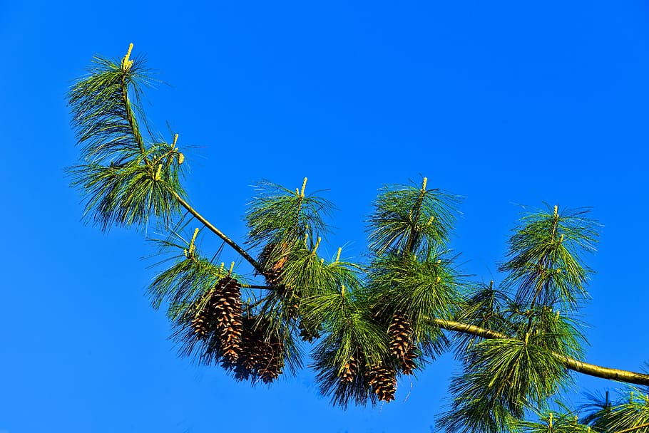 pine tree, conifer, tree, pinus wallachiana, blue pine, himalayan pine, evergreen, needle, fruit, cone