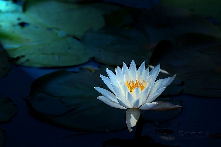 flor de loto blanco, lirio de agua, lirio de agua blanca, lago de flores, flor blanca, flor, flores, flores blancas, primavera, pétalo