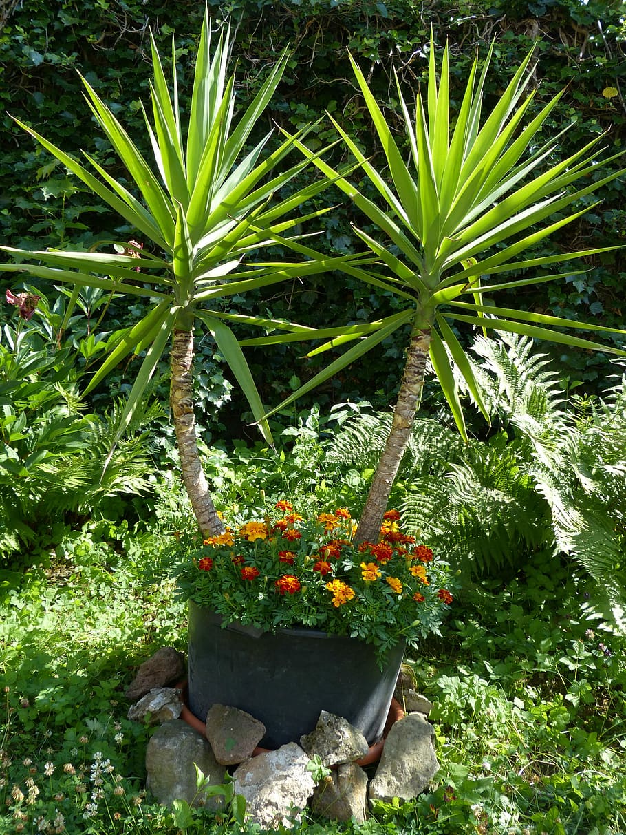 Yucca Gigantea, Yucca Elephantipes, mandioca gigante, mandioca spineless, mandioca, planta de aspargos, asparagaceae, calêndula, flor, florescer