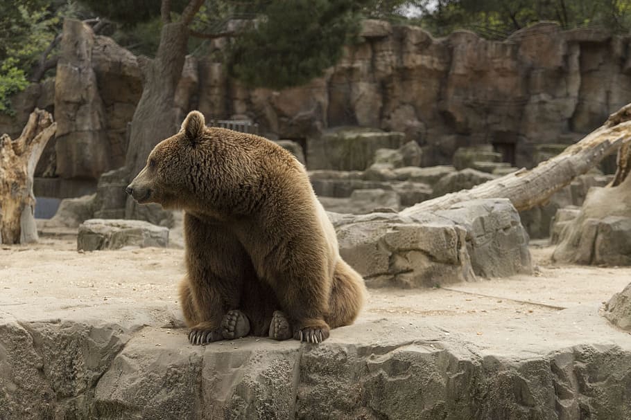 クマ, 動物園, マドリード, 動物園で食べ物を待っています, 動物テーマ, 動物, 野生動物, 動物野生動物, 哺乳類, 熊