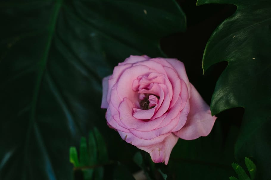 розовый, лизиантус цветок, цветение, крупным планом, фотография, темно, зеленый, лист, растение, роза