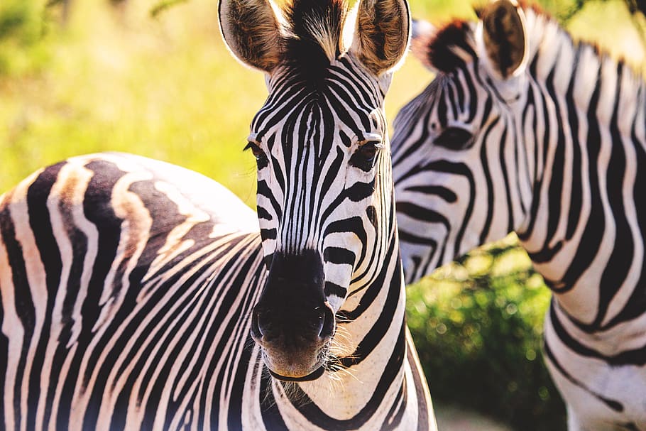 shot, pair, zebras, Closeup, nature, africa, animals, natural, safari, wild