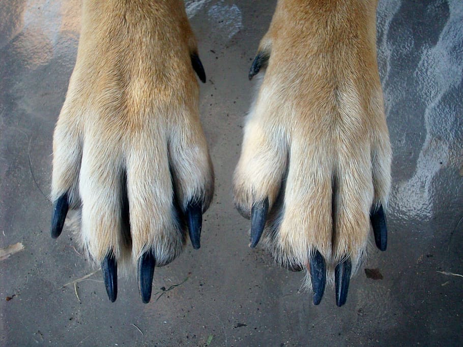 paws, dog, animal, pet, puppy, canine, foot, animal themes, animal body part, mammal