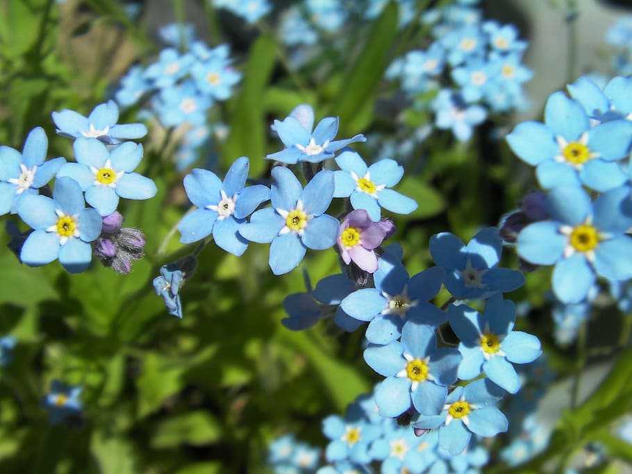 myosotis, forget-me-not, flower, blue, blue stickseed, hackelia micrantha, bloom, blooming, nature, plants